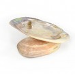 mother of pearl, decorative shellfish