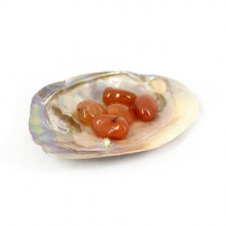 polished shellfish, crystal shop