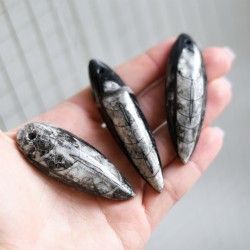 orthoceras fossil pendant, crystal shop