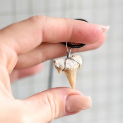 zob morskega psa, ogrlica s fosilom, ideja za darilo