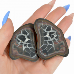 septarian mini geoda, komplet, fosil, zmajev kamen