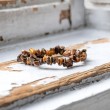 TIGER EYE bracelet, tiger eye crystals, tiger eye gemstone