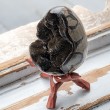 septarian, septarian jajce septarian rastišče, zmajevo jajce