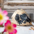 opal, dendrit opal, dendrit opal kristal, dendrit opal večji kos, surovi kristali