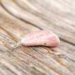 RHODONITE necklace, rodonite crystal, rodonite gemstone,