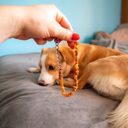 AMBER dog necklace