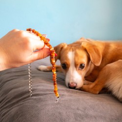 AMBER dog necklace