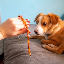 AMBER dog necklace