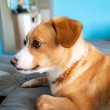 AMBER dog necklace