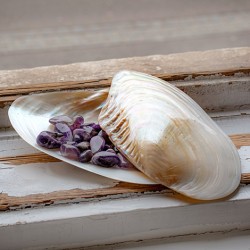 mother of pearl, decorative shellfish, polished shell, incense holder, crystal storage