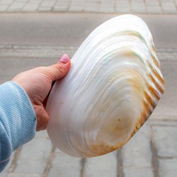 posodica za kristale, školjka, podstavek za kadila, biserovina,