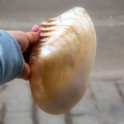 polirana okrasna školjka, biserovina, podstavek za kadila