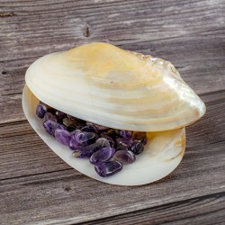 mother of pearl, decorative shellfish, polished shell, incense holder, crystal storage