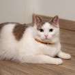 AMBER cat necklace, AMBER cat collar