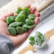 jade, nephrite jade, jade crystal, nephrite jade crystal, crystal for peace, green crystal