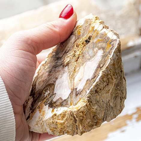 okameneli les, okameneli les večji kos, fosiliziran les, fosil, fosilizirano deblo, okamenelo deblo