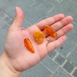 AMBER necklace polished piece, amber necklace, amber jewelry, amber