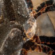 SEPTARIAN EGG septarian