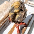 SEPTARIAN EGG septarian crystal